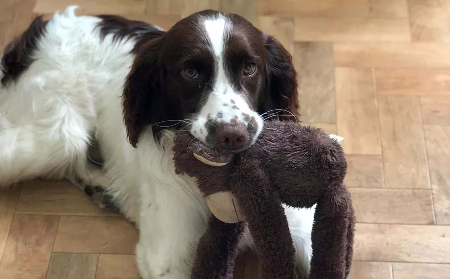 buddy-with-a-monkey